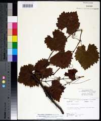 Vitis rotundifolia var. munsoniana image