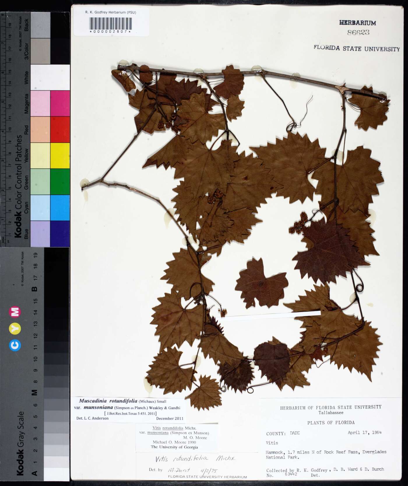 Vitis rotundifolia image