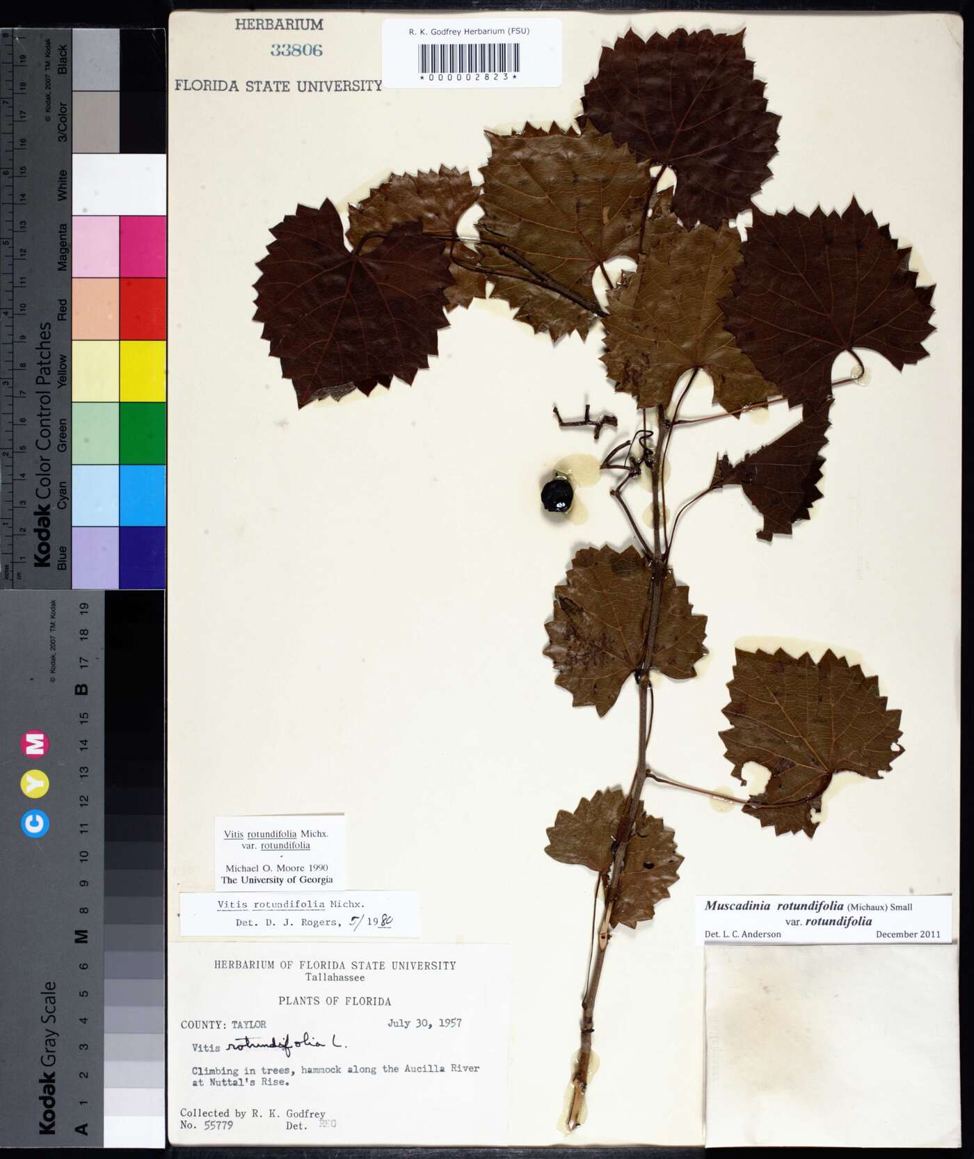 Muscadinia image