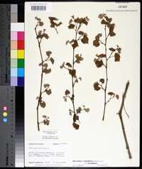 Muscadinia rotundifolia image