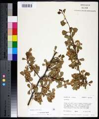 Crataegus lacrimata image