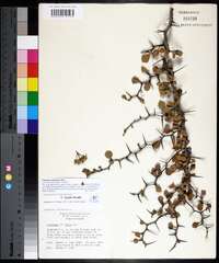 Crataegus michauxii image