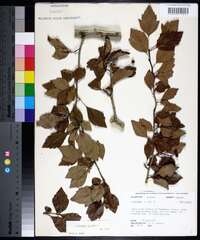 Crataegus viridis image