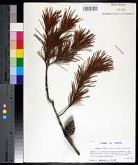 Pinus clausa image