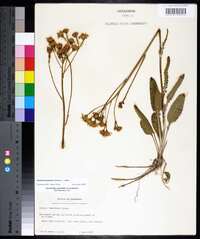 Packera tomentosa image