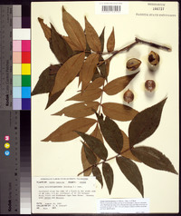 Carya myristiciformis image