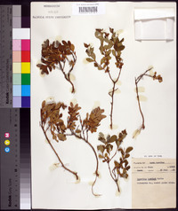 Hypericum buckleii image