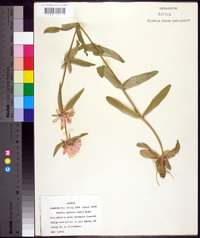 Sabatia capitata image