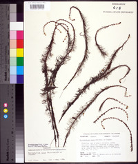 Myriophyllum laxum image