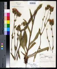 Stokesia laevis image