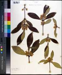 Osmanthus americanus image