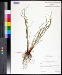 Carex planispicata image