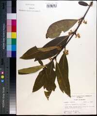 Osmanthus americanus image