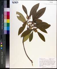 Osmanthus americanus image