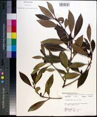 Osmanthus americanus image