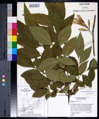 Fraxinus profunda image