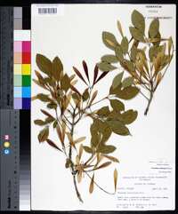 Fraxinus caroliniana image