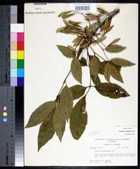 Fraxinus caroliniana image