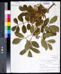 Fraxinus caroliniana image