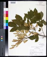 Fraxinus caroliniana image