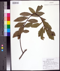 Quercus laurifolia image