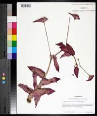 Tradescantia pallida image