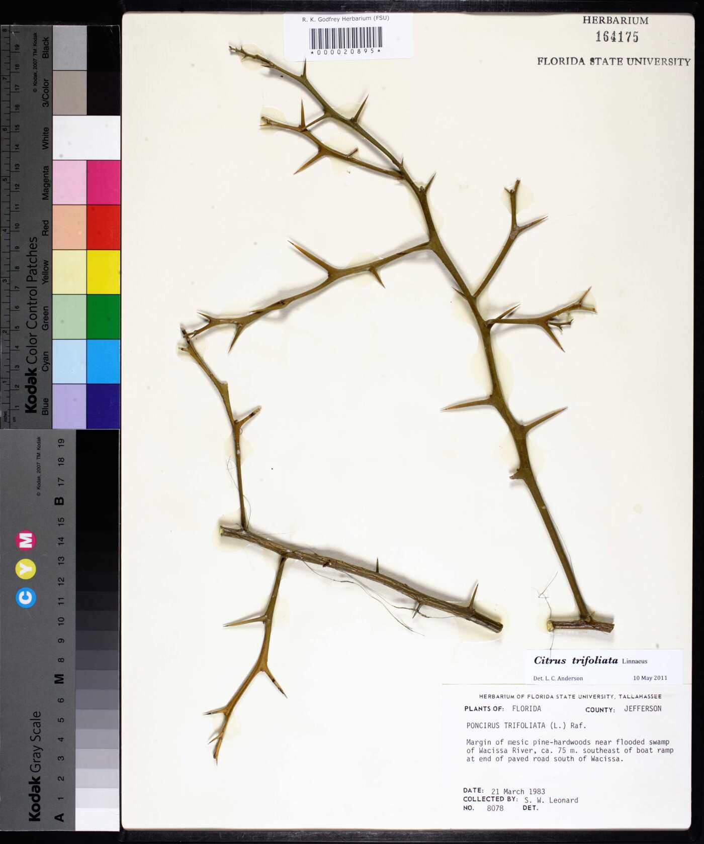 Citrus trifoliata image