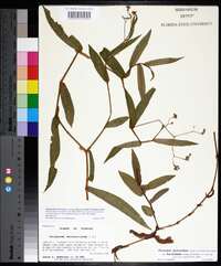 Persicaria meisneriana var. beyrichiana image