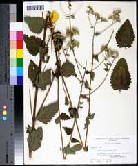 Eupatorium pilosum image