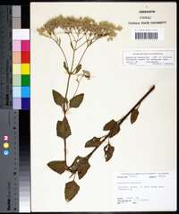 Eupatorium mikanioides image