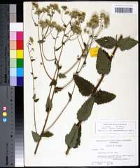 Eupatorium pilosum image