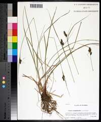 Carex complanata image