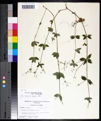 Galium circaezans image