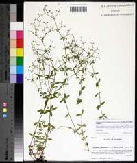 Galium orizabense subsp. laevicaule image