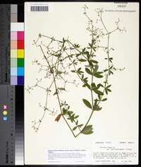 Galium orizabense image