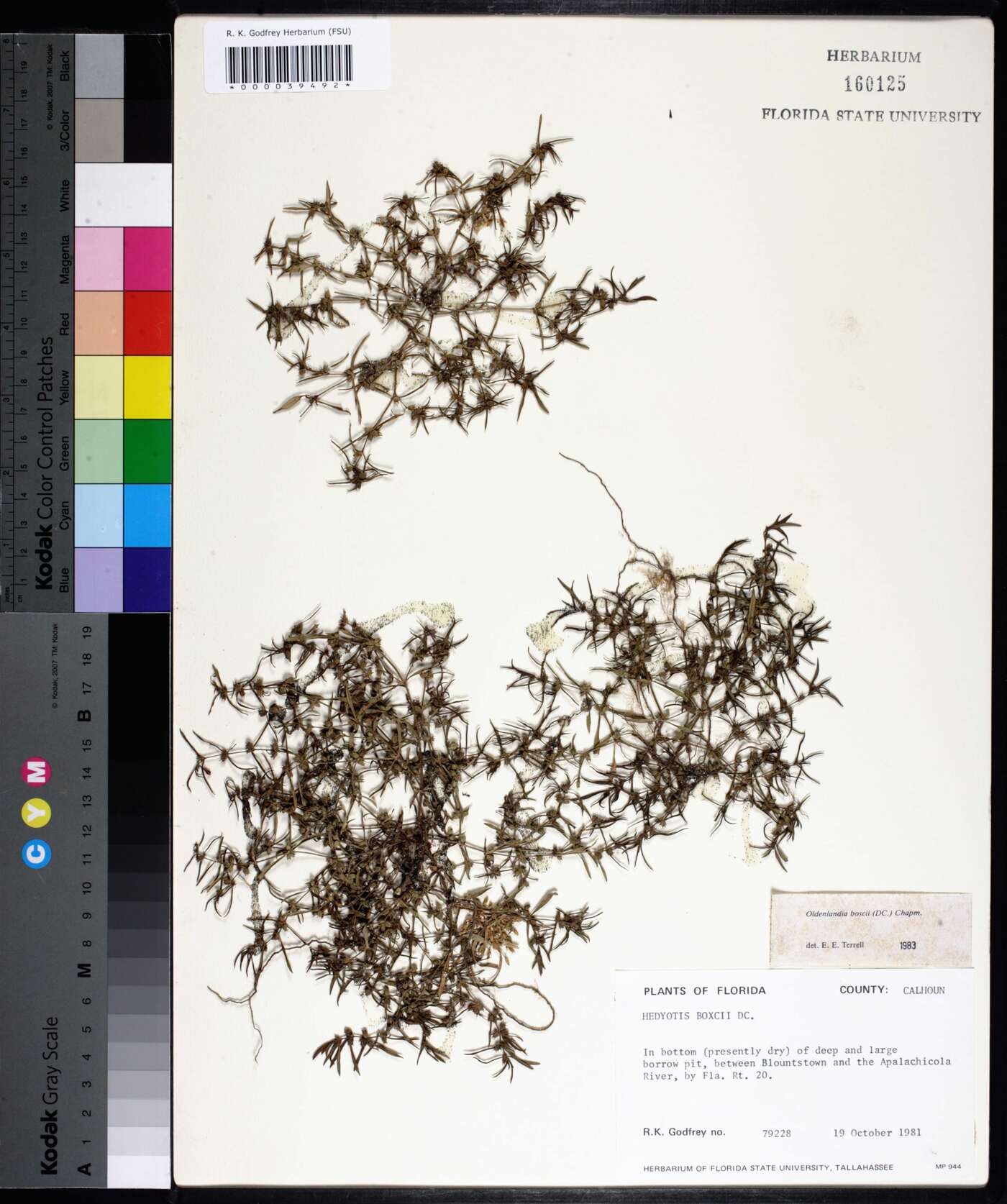Oldenlandia boscii image