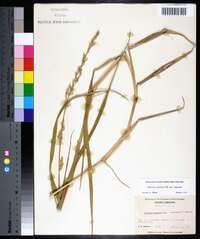 Panicum amarum image