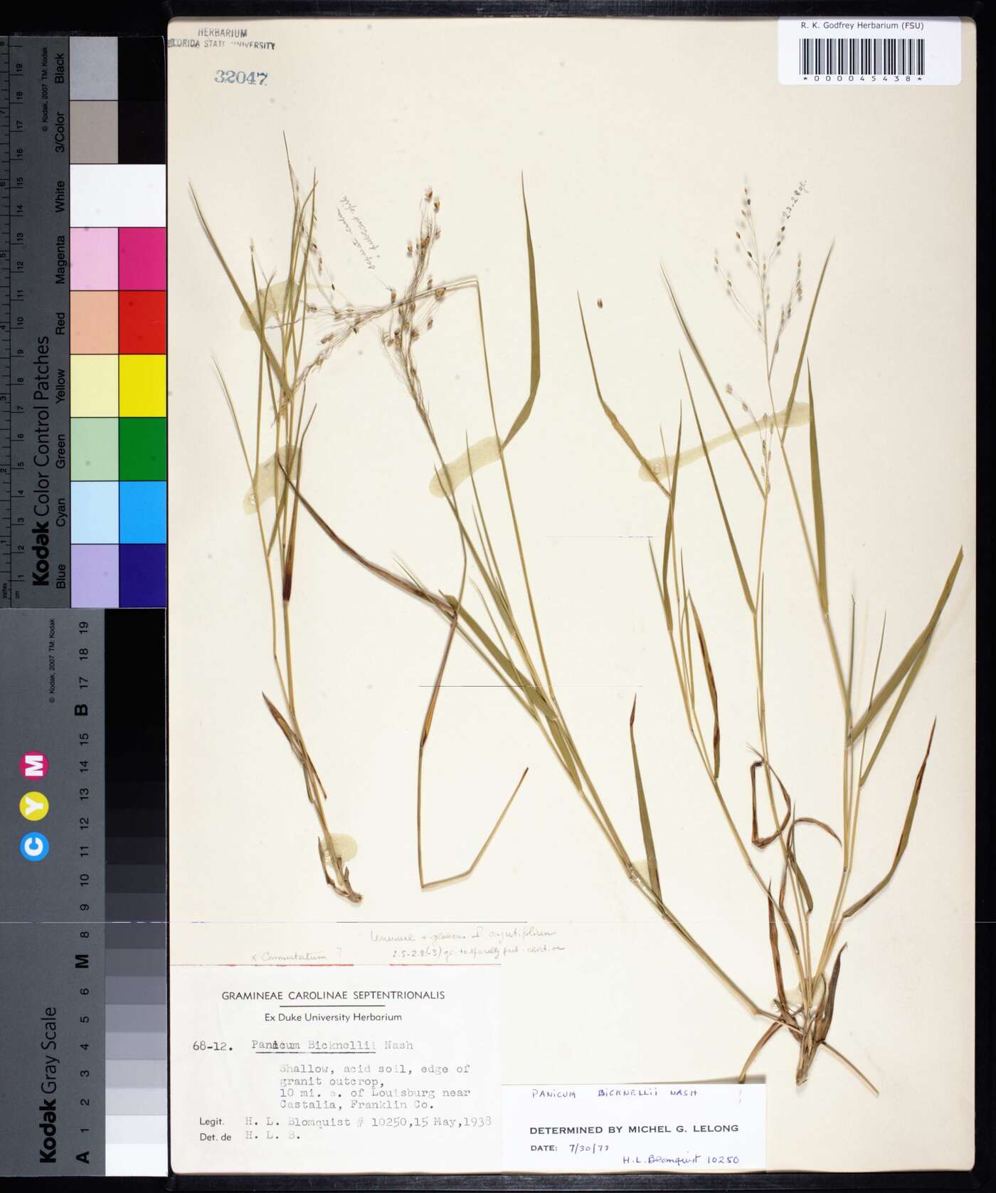 Panicum bicknellii image