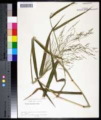 Panicum bisulcatum image