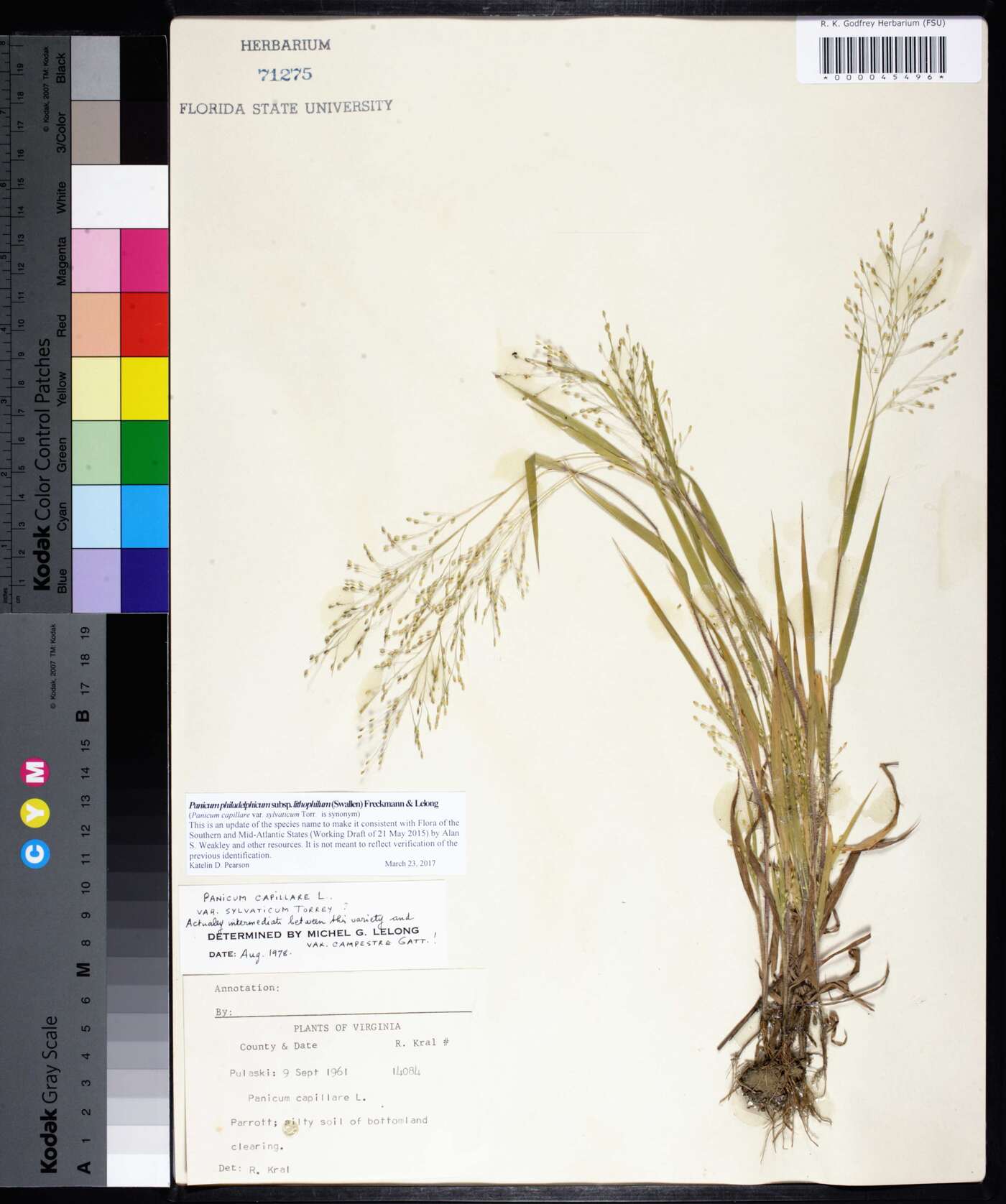 Panicum philadelphicum subsp. lithophilum image