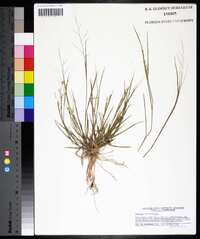 Panicum diffusum image