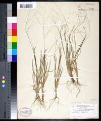 Panicum diffusum image