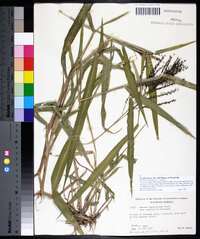 Urochloa fusca image