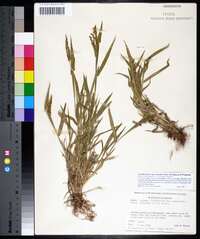 Urochloa fusca image