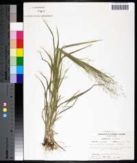 Panicum flexile image