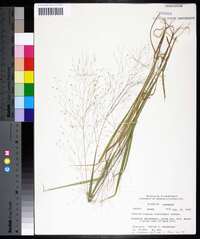 Panicum flexile image