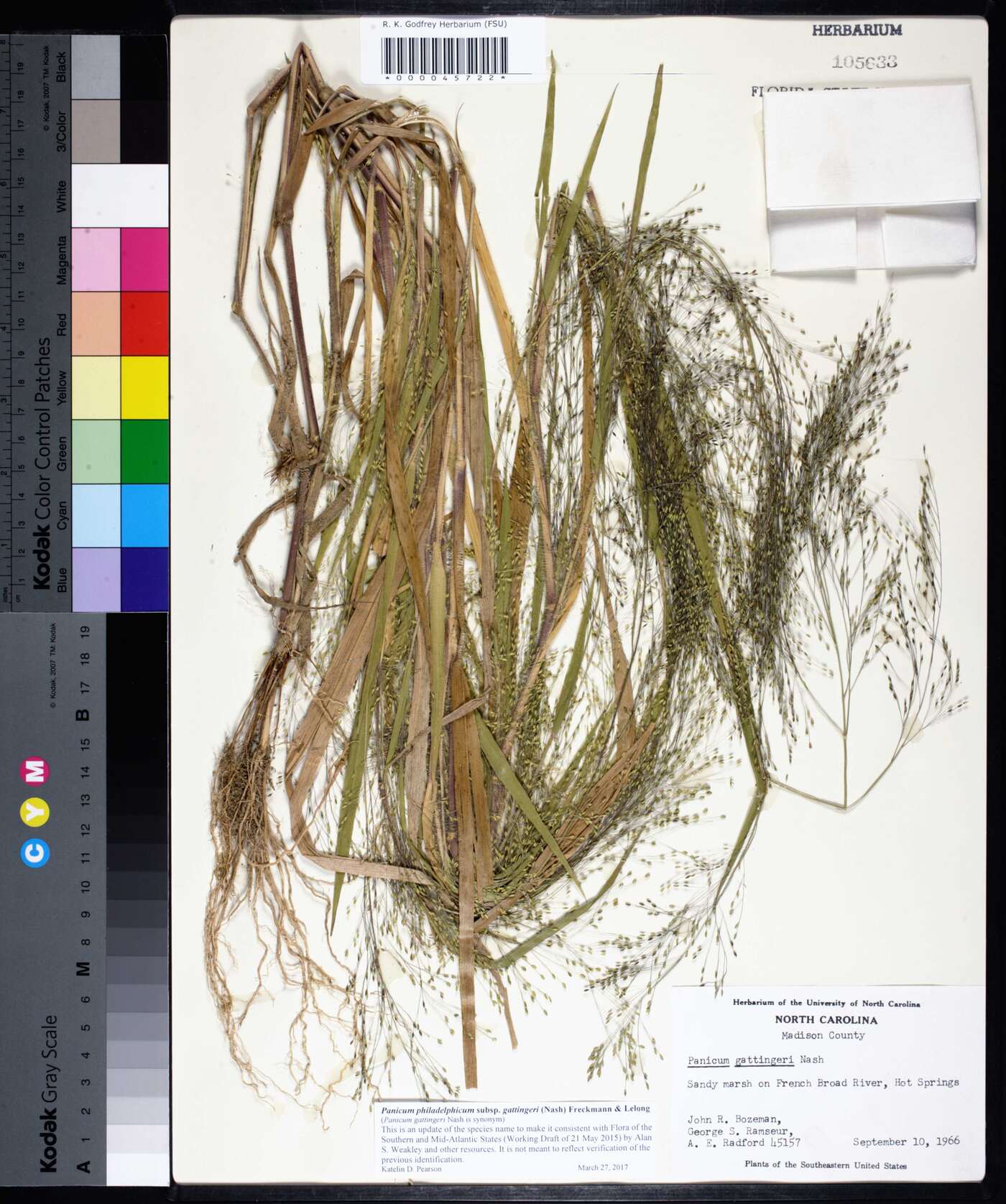 Panicum philadelphicum subsp. gattingeri image