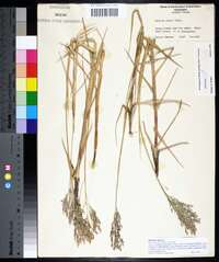 Panicum repens image