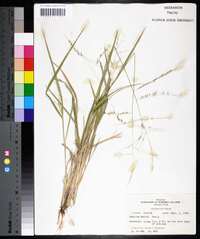 Panicum hallii image