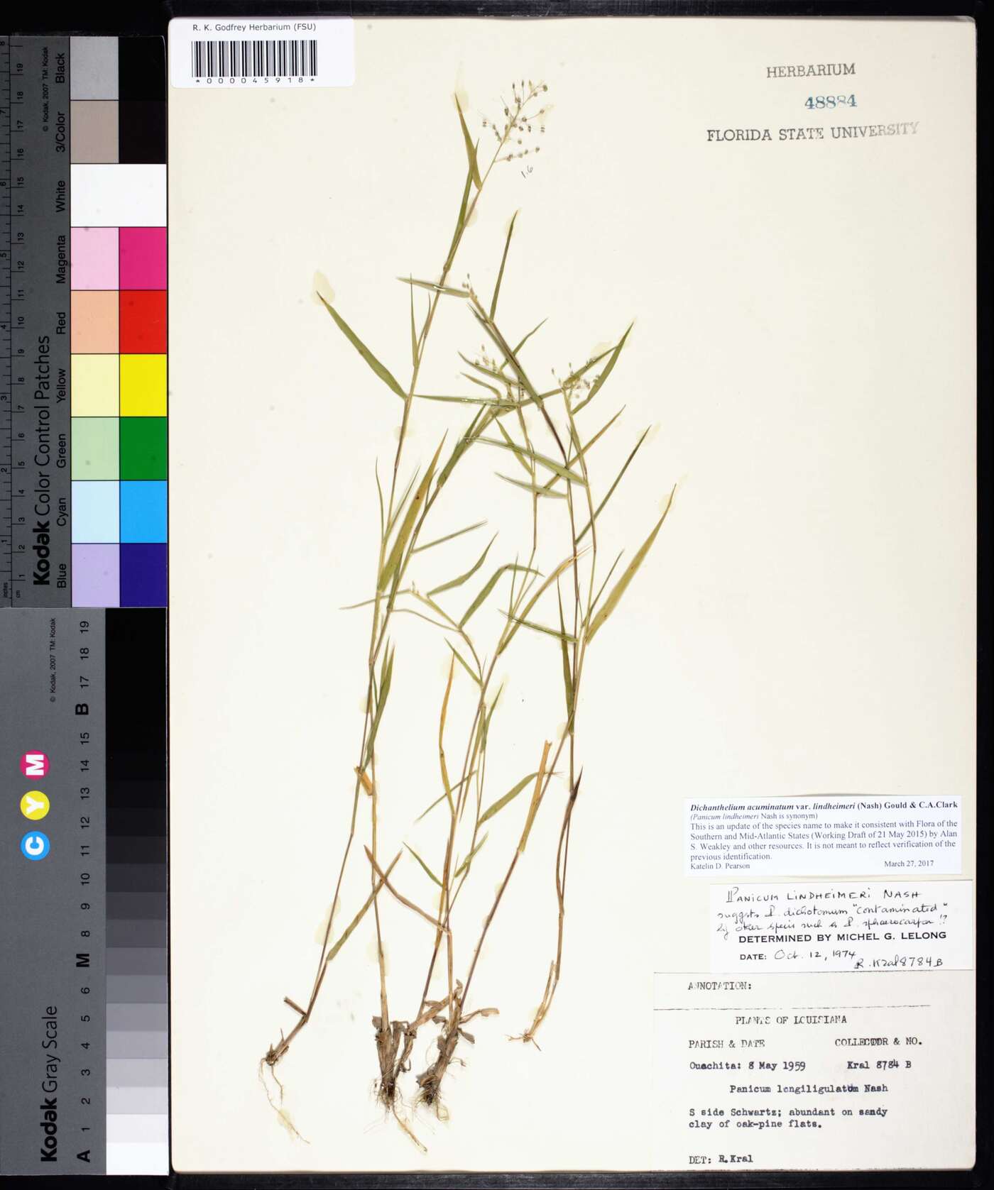 Dichanthelium acuminatum subsp. lindheimeri image